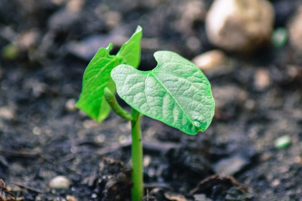 bean plant, garden, plug-2348098.jpg