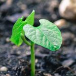 bean plant, garden, plug-2348098.jpg