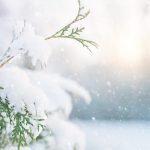 tree, snow, winter-6835828.jpg